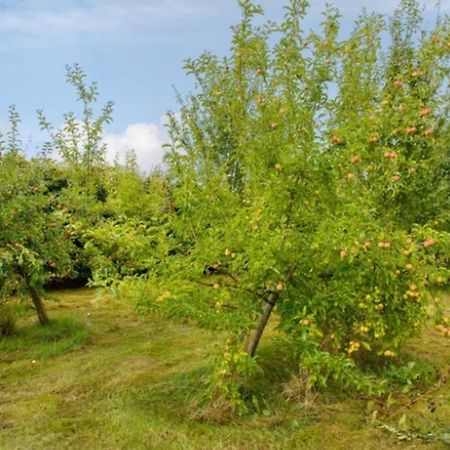 Killenard Kottage, Killenard, Laois Apartman Kültér fotó